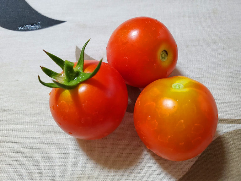 Harvesting Tomatoes