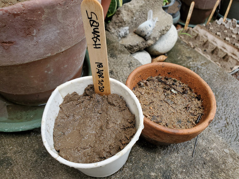 Sunday Gardening (Squash and Tomatoes)