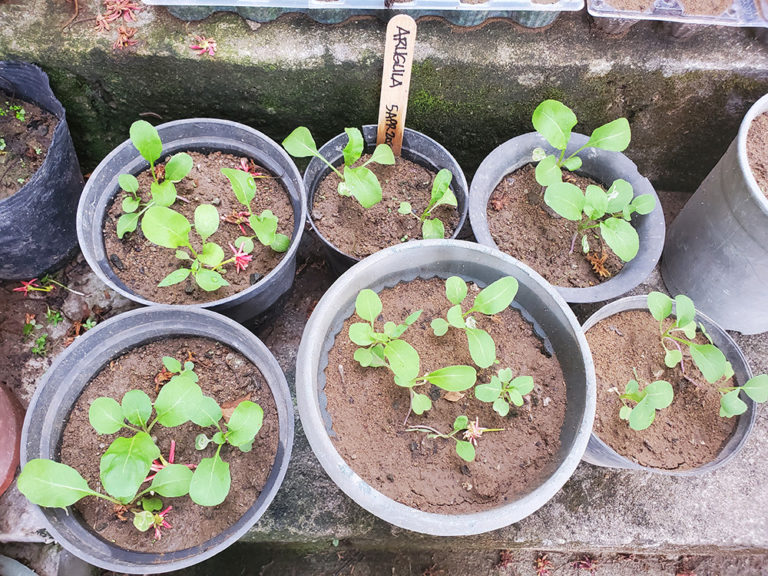 Growing and Harvesting Arugula
