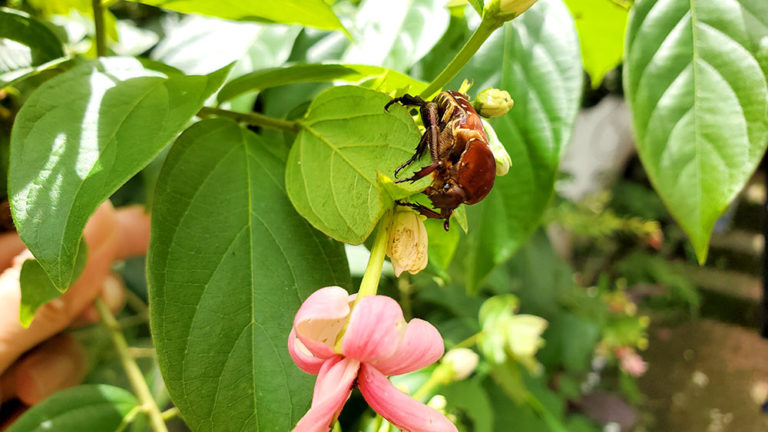 In the Garden